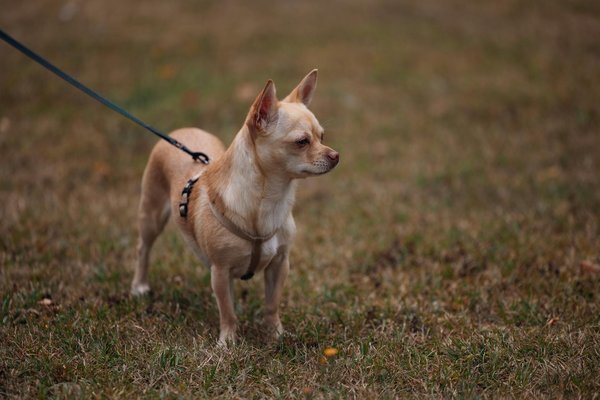 ¿Qué técnicas de estudio basadas en la neurociencia pueden mejorar tu rendimiento académico?